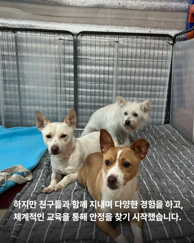 겁 많던 보호소 개, 가족의 이불에서 자기까지 현장 사진