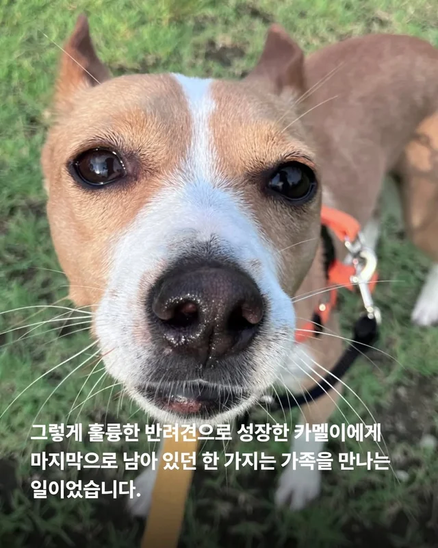 겁 많던 보호소 개, 가족의 이불에서 자기까지 현장 사진