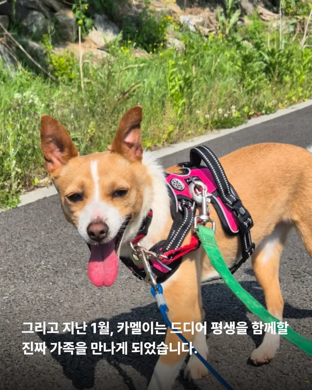 겁 많던 보호소 개, 가족의 이불에서 자기까지 현장 사진