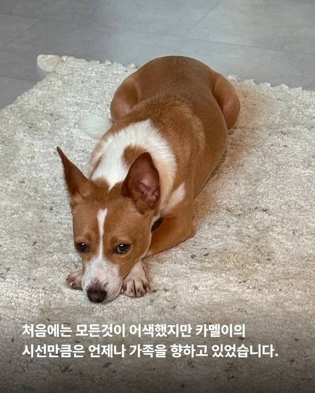 겁 많던 보호소 개, 가족의 이불에서 자기까지 현장 사진