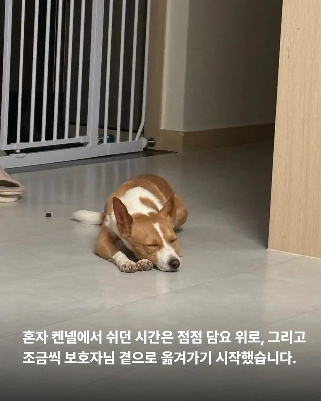 겁 많던 보호소 개, 가족의 이불에서 자기까지 현장 사진