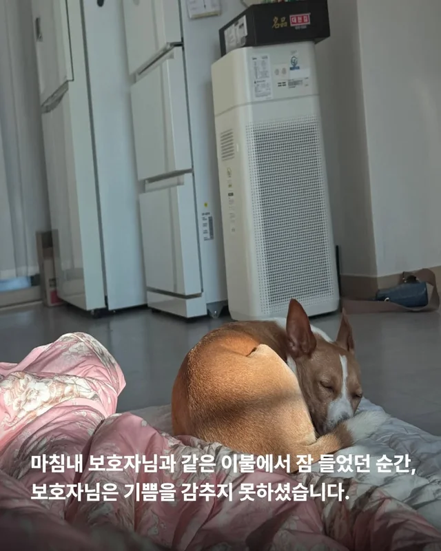 겁 많던 보호소 개, 가족의 이불에서 자기까지 현장 사진