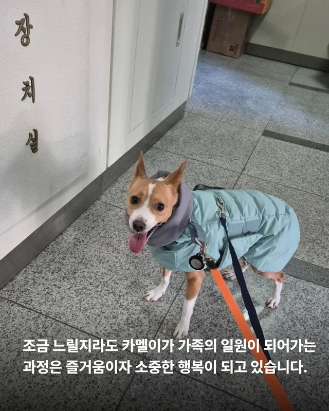 겁 많던 보호소 개, 가족의 이불에서 자기까지 현장 사진