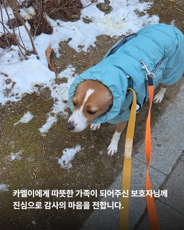 겁 많던 보호소 개, 가족의 이불에서 자기까지 현장 사진
