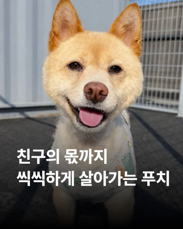 친구 몫까지 씩씩하게 살아가는 푸치 현장 사진