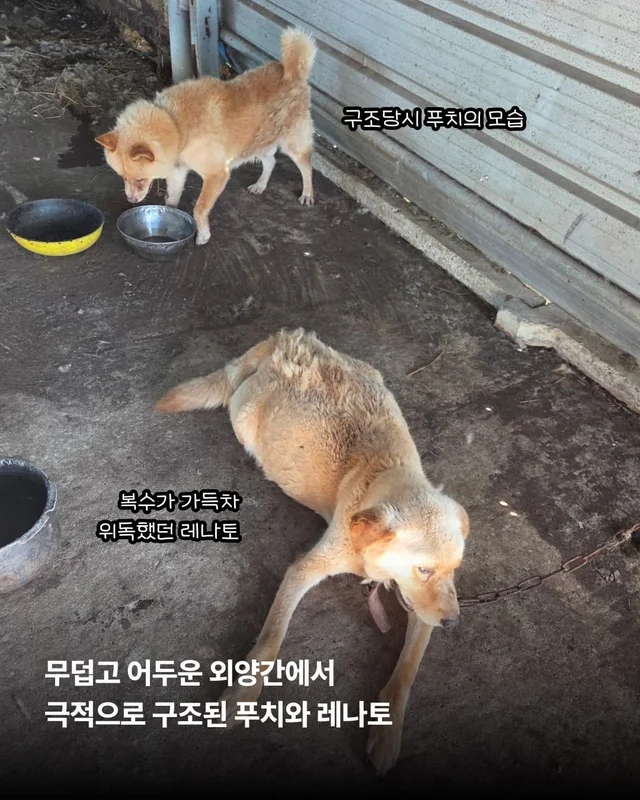 친구 몫까지 씩씩하게 살아가는 푸치 현장 사진
