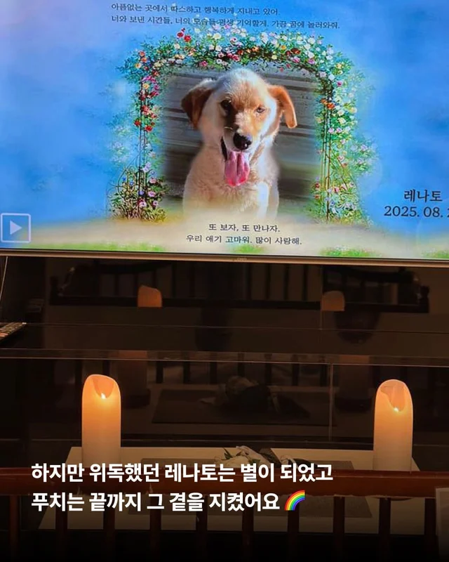 친구 몫까지 씩씩하게 살아가는 푸치 현장 사진