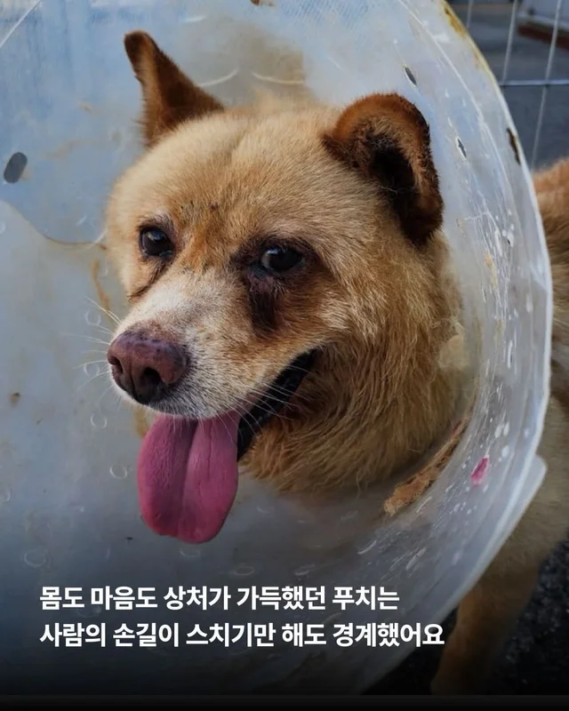 친구 몫까지 씩씩하게 살아가는 푸치 현장 사진