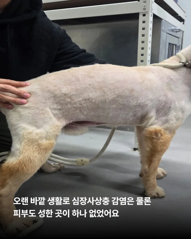 친구 몫까지 씩씩하게 살아가는 푸치 현장 사진