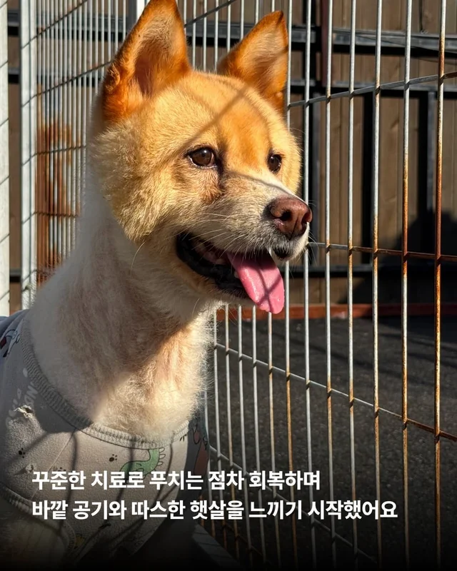 친구 몫까지 씩씩하게 살아가는 푸치 현장 사진
