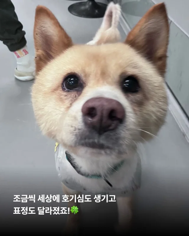 친구 몫까지 씩씩하게 살아가는 푸치 현장 사진