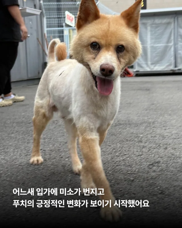 친구 몫까지 씩씩하게 살아가는 푸치 현장 사진