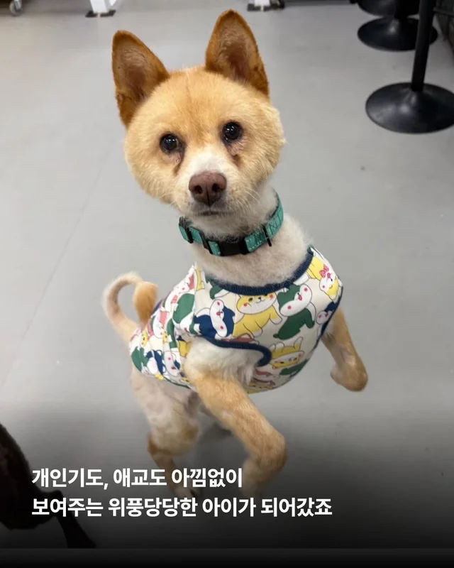 친구 몫까지 씩씩하게 살아가는 푸치 현장 사진