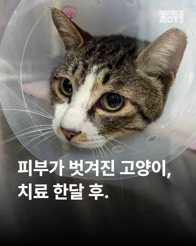 피부가 벗겨진 고양이, 치료 한달 후. 현장 사진