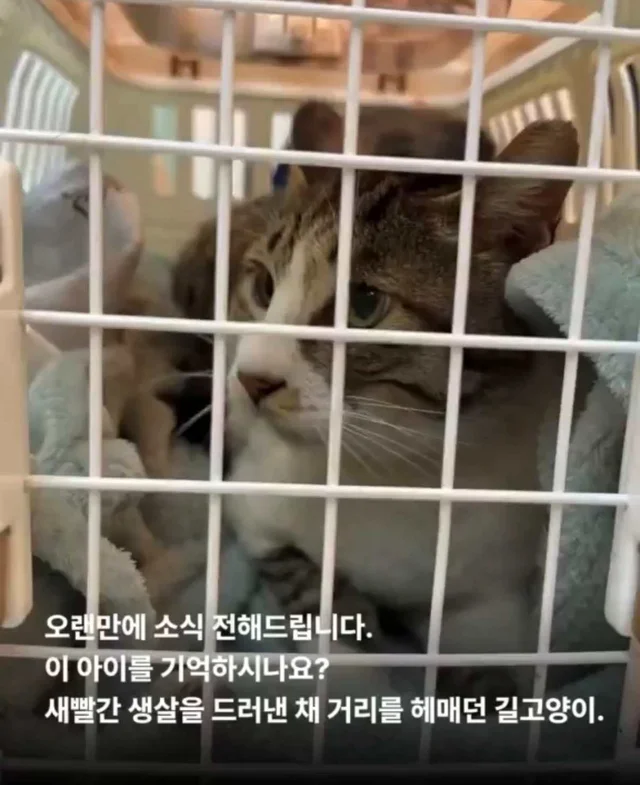 피부가 벗겨진 고양이, 치료 한달 후. 현장 사진