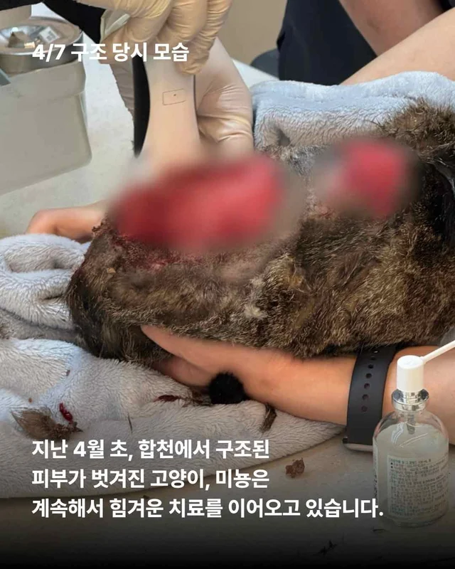 피부가 벗겨진 고양이, 치료 한달 후. 현장 사진