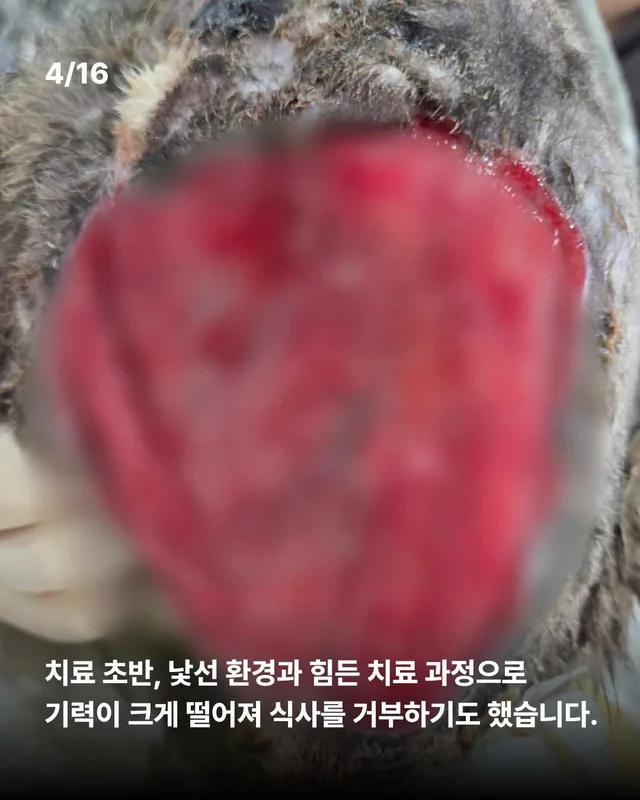 피부가 벗겨진 고양이, 치료 한달 후. 현장 사진