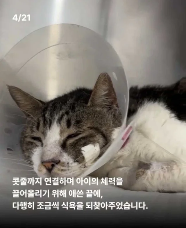 피부가 벗겨진 고양이, 치료 한달 후. 현장 사진