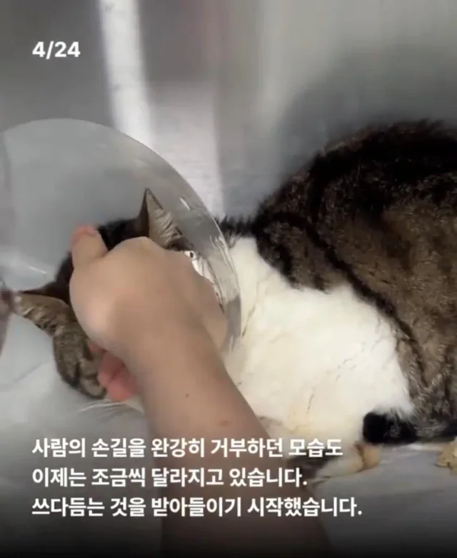 피부가 벗겨진 고양이, 치료 한달 후. 현장 사진
