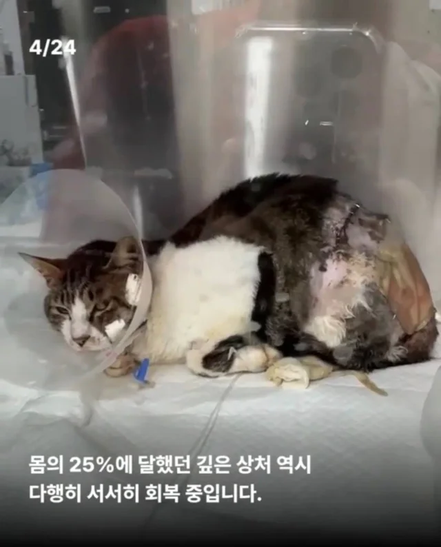 피부가 벗겨진 고양이, 치료 한달 후. 현장 사진