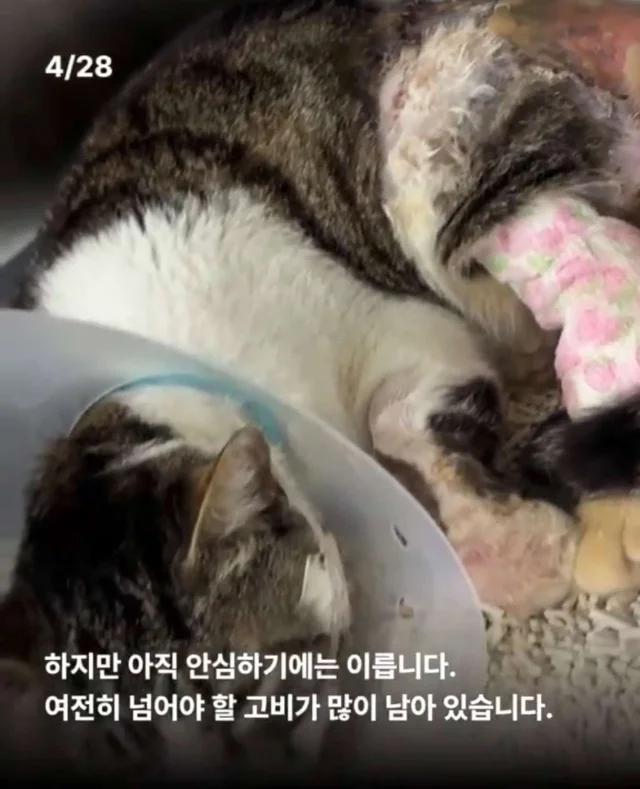 피부가 벗겨진 고양이, 치료 한달 후. 현장 사진