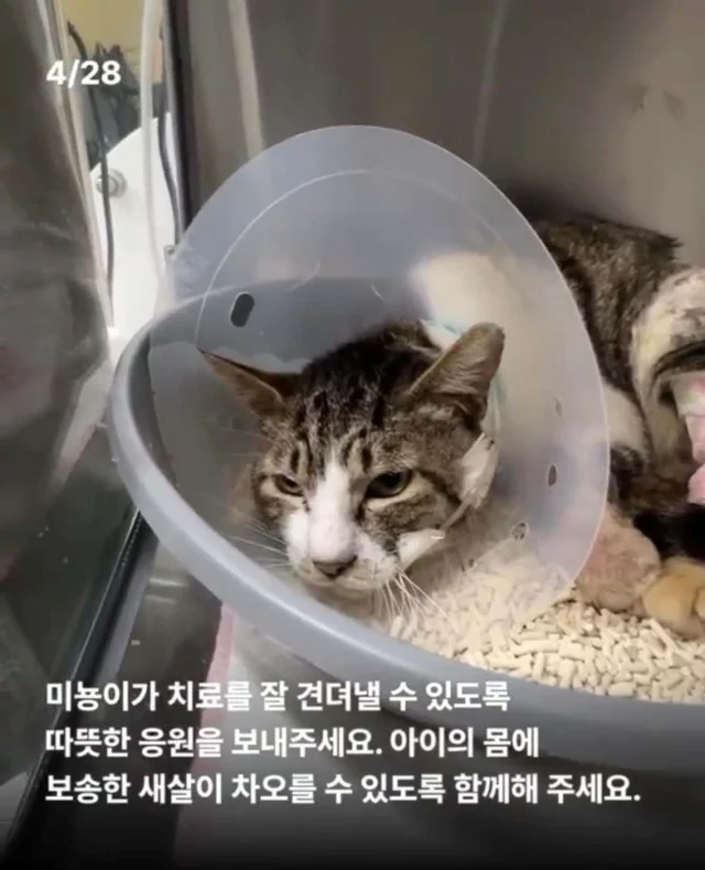 피부가 벗겨진 고양이, 치료 한달 후. 현장 사진