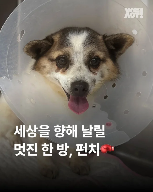 세상을 향해 날릴 멋진 한 방, 펀치! 현장 사진