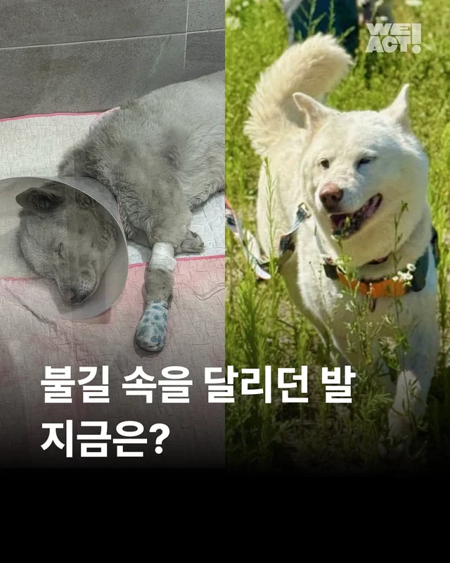 살기위해 불길 속을 달리던 개 현장 사진