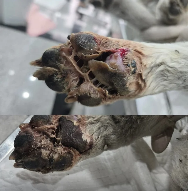 살기위해 불길 속을 달리던 개 현장 사진