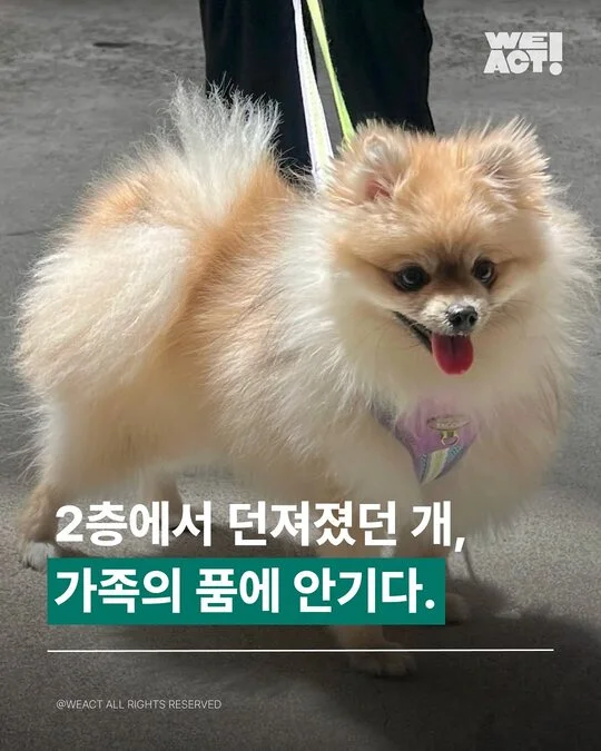 2층에서 던져진 개 - 위액트 꼬모 현장 사진