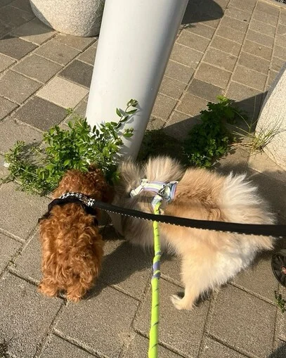 2층에서 던져진 개 - 위액트 꼬모 현장 사진