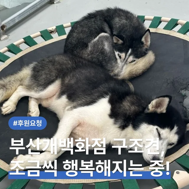 부산개백화점 구조견, 조금씩 행복해지는 중! 현장 사진