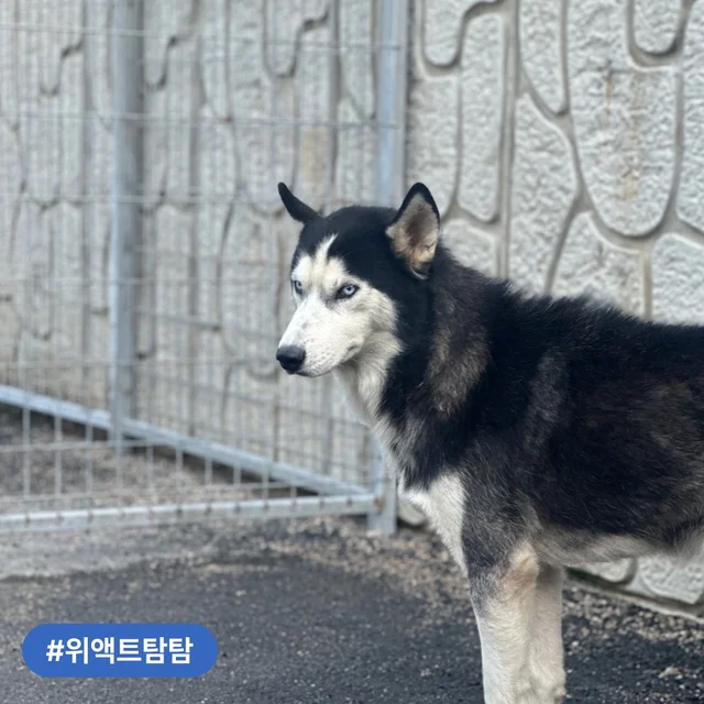 부산개백화점 구조견, 조금씩 행복해지는 중! 현장 사진