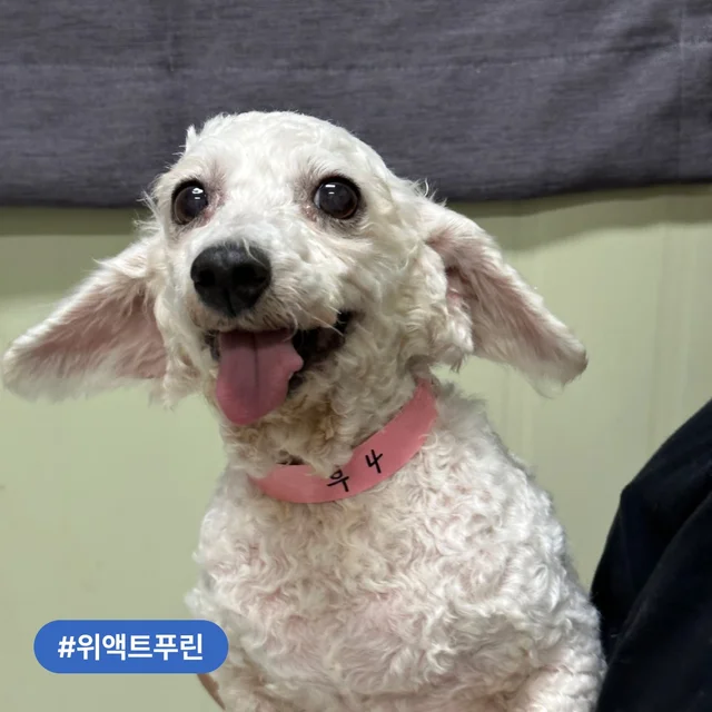 부산개백화점 구조견, 조금씩 행복해지는 중! 현장 사진
