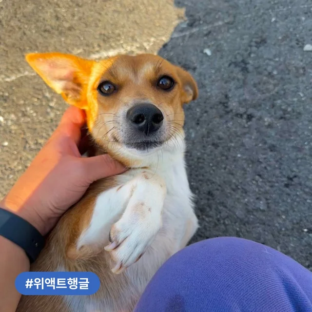 부산개백화점 구조견, 조금씩 행복해지는 중! 현장 사진