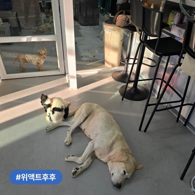 부산개백화점 구조견, 조금씩 행복해지는 중! 현장 사진