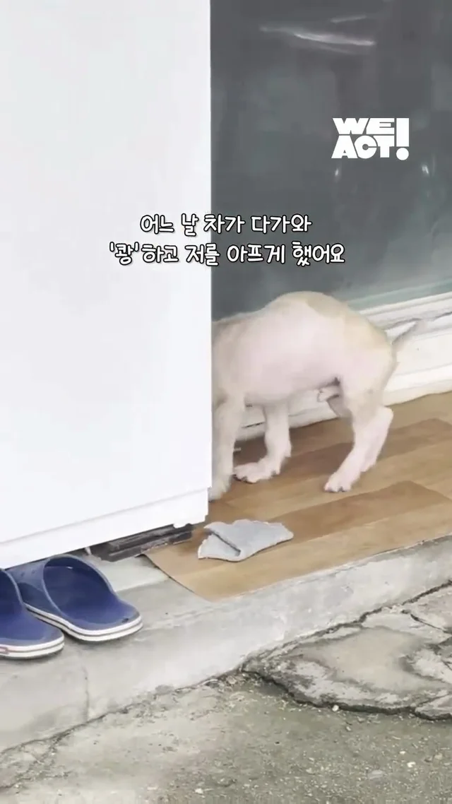 아파도 꼬리를 흔들던 3개월 아기 강아지 현장 사진