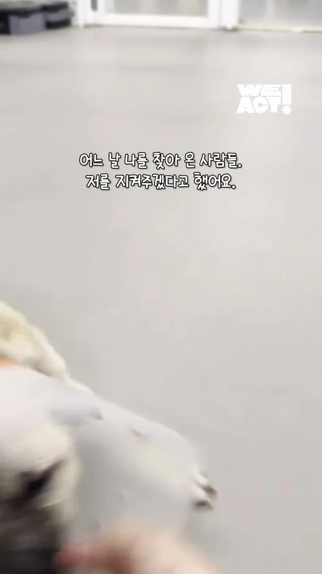 아파도 꼬리를 흔들던 3개월 아기 강아지 현장 사진
