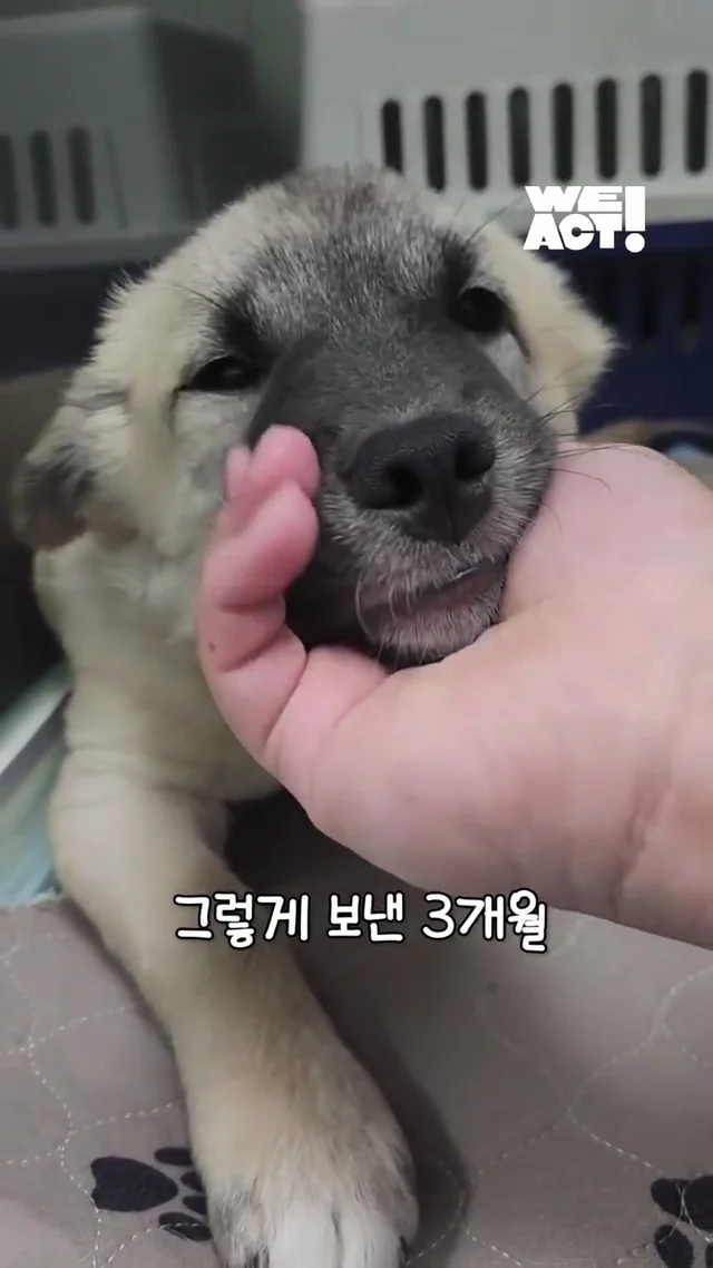 아파도 꼬리를 흔들던 3개월 아기 강아지 현장 사진