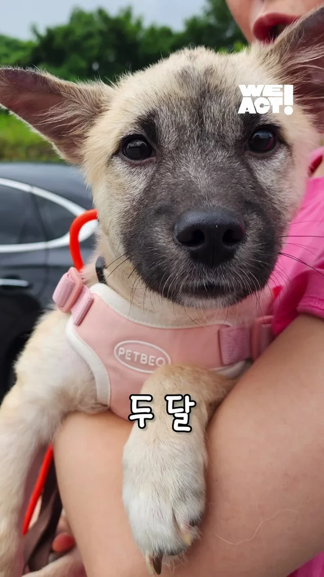 아파도 꼬리를 흔들던 3개월 아기 강아지 현장 사진