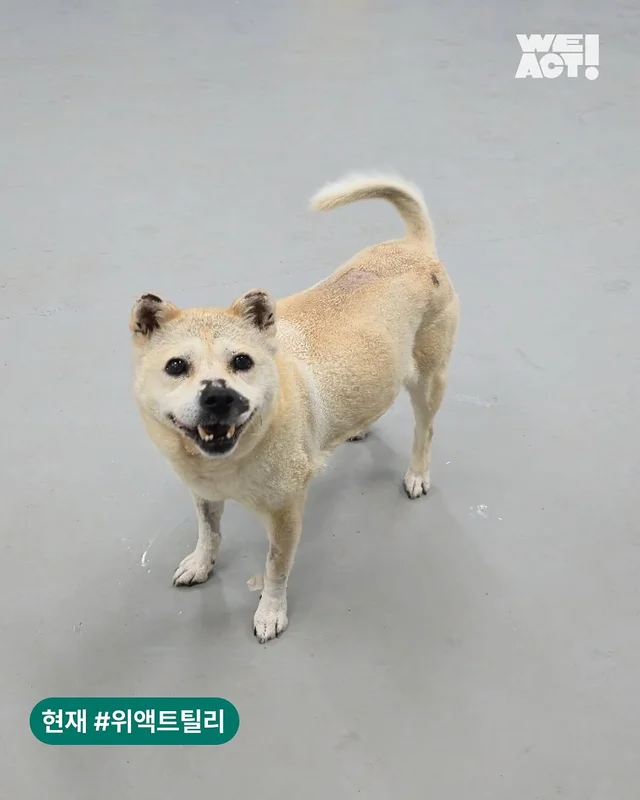 경북산불구조 - 위액트요요, 위액트틸리, 위액트티로,.. 현장 사진