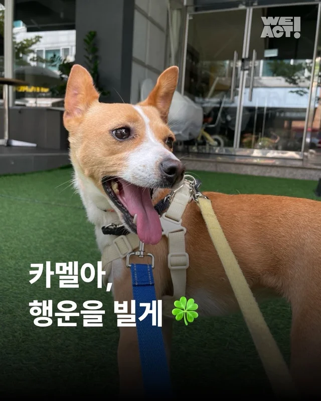 카멜아~ 행운을 빌게! #위액트카멜 현장 사진
