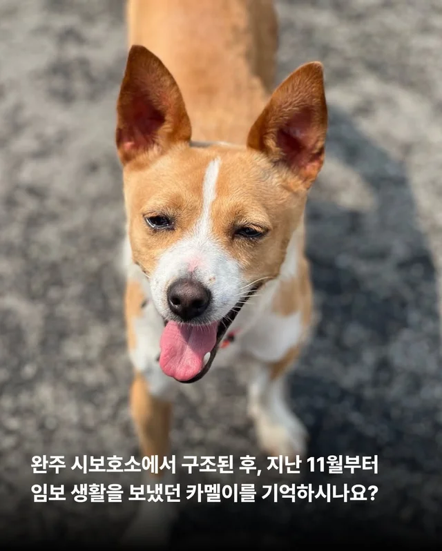 카멜아~ 행운을 빌게! #위액트카멜 현장 사진