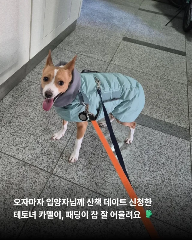 카멜아~ 행운을 빌게! #위액트카멜 현장 사진