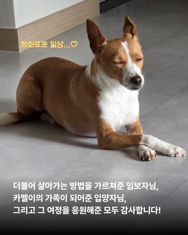 카멜아~ 행운을 빌게! #위액트카멜 현장 사진