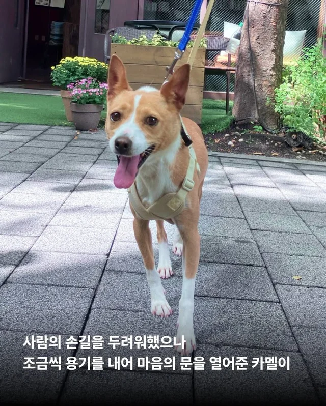 카멜아~ 행운을 빌게! #위액트카멜 현장 사진