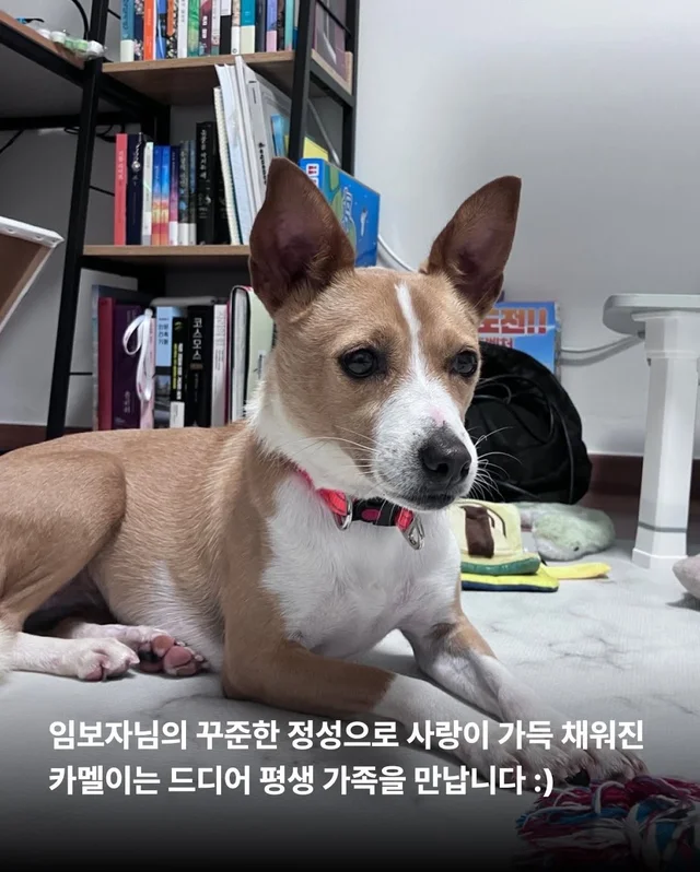카멜아~ 행운을 빌게! #위액트카멜 현장 사진