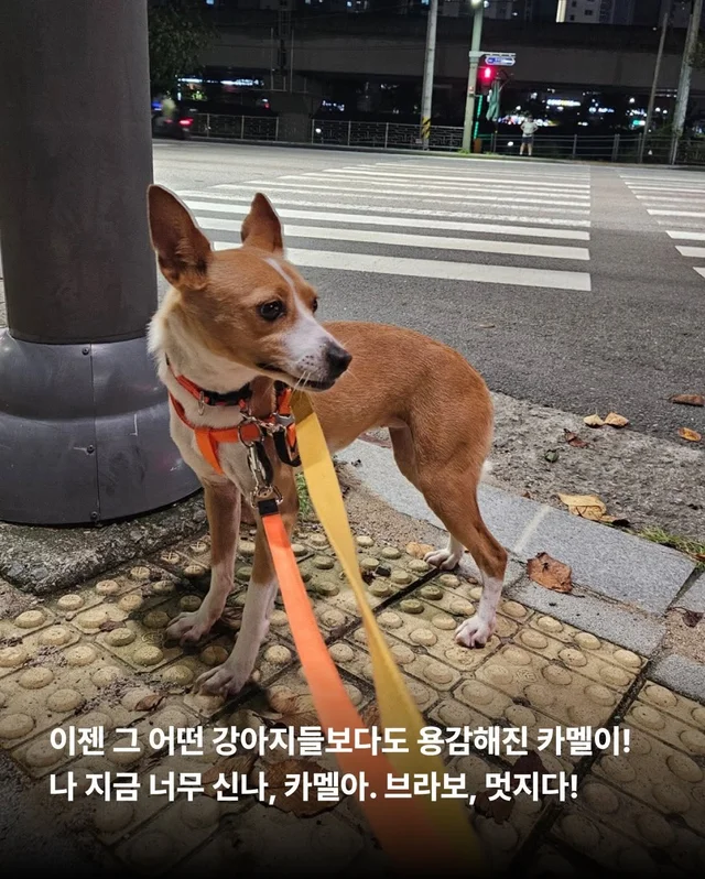 카멜아~ 행운을 빌게! #위액트카멜 현장 사진
