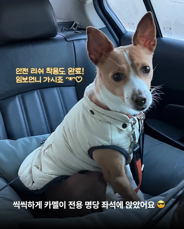 카멜아~ 행운을 빌게! #위액트카멜 현장 사진