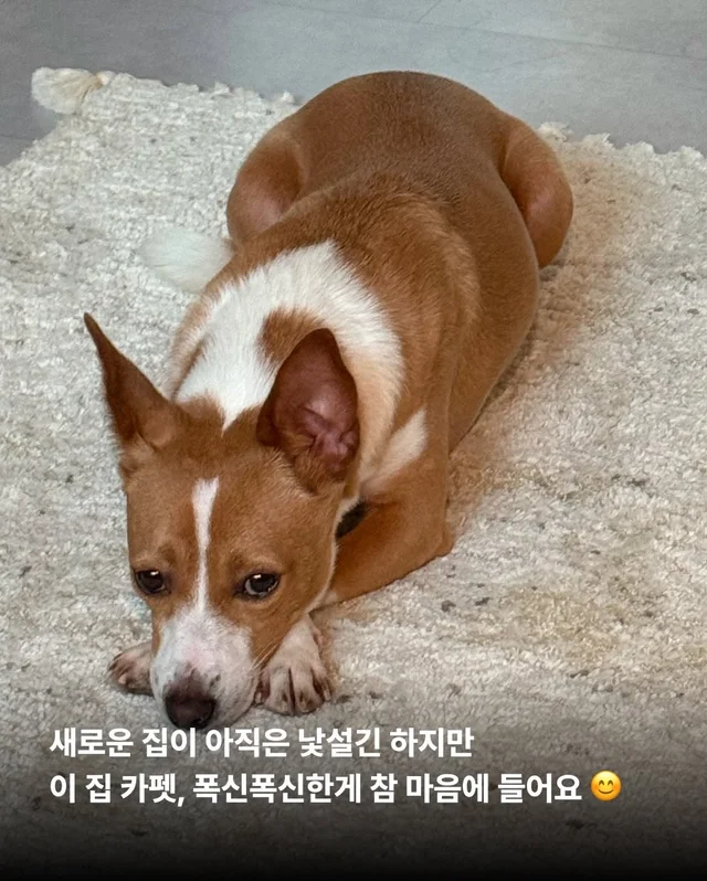 카멜아~ 행운을 빌게! #위액트카멜 현장 사진